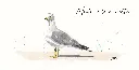 Madame-la-mouette.webp