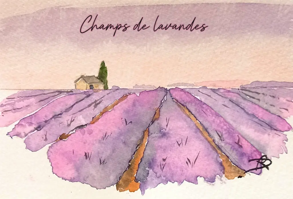 Champs de lavandes.webp