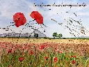 Le cabanon dans les coquelicots.webp