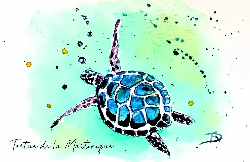 Tortue de la Martinique.webp